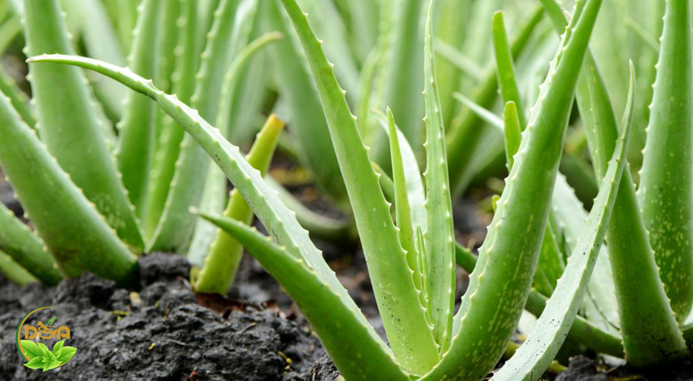 The role of Aloe Vera in Ayurveda medicine